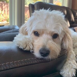 Meet your Posher, Leena